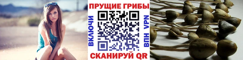 Псилоцибиновые грибы Magic Shrooms  купить  сайты  Гулькевичи 