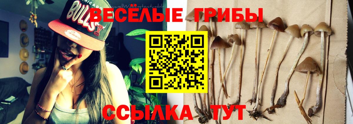 Гулькевичи  где купить наркотик  Вход с VPN  Псилоцибиновые грибы GOLDEN TEACHER 